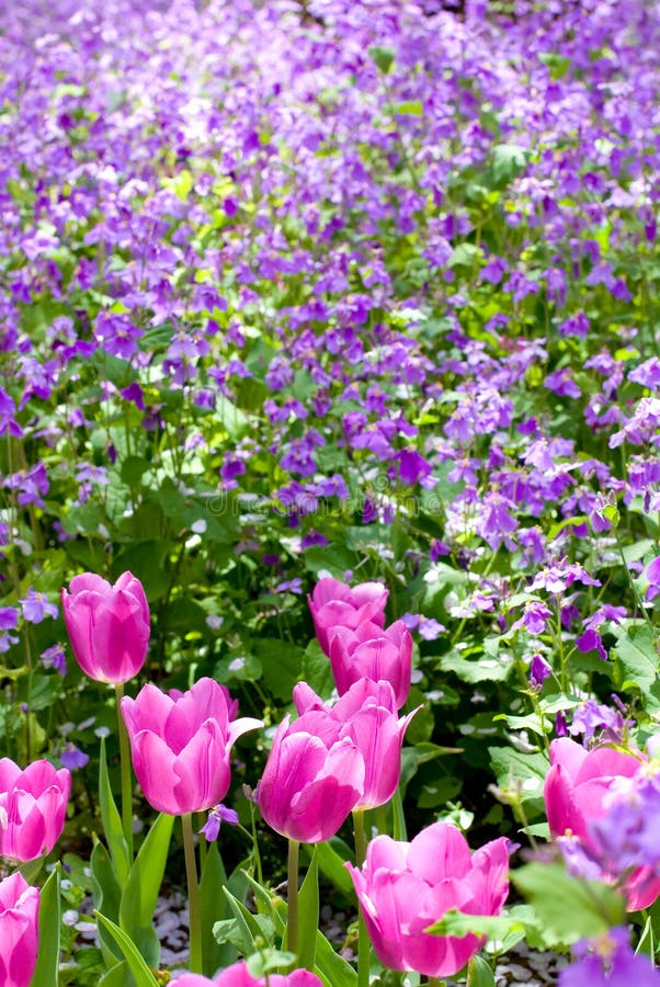 Bright flower fields of Tulip and Chinese violet cress. Bright flower fields of Tulip and Chinese violet cress