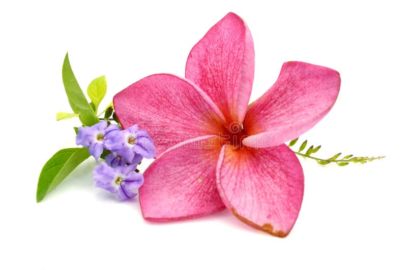 Frangipani flower isolated on white background. Frangipani flower isolated on white background.