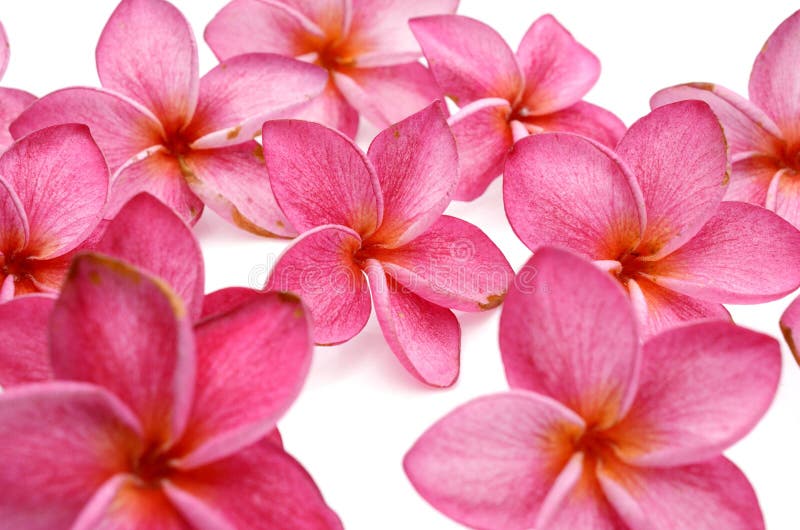 Frangipani flower isolated on white background. Frangipani flower isolated on white background.