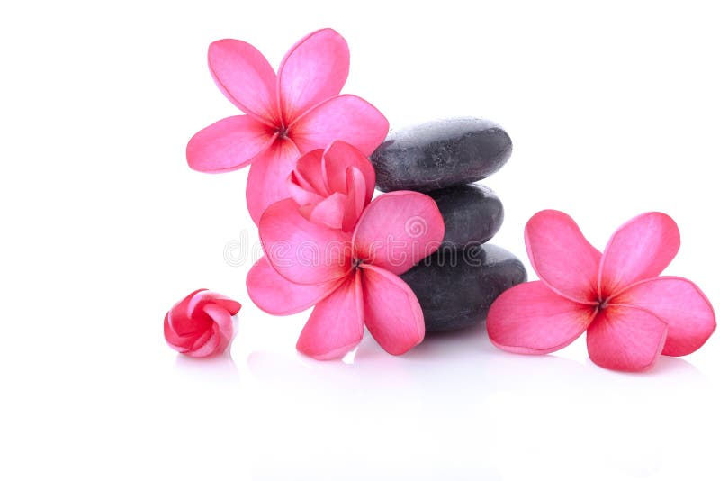 Spa concept of bright pink plumeria on black stones over white background. Spa concept of bright pink plumeria on black stones over white background