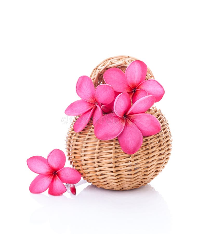 Bright pink plumeria in a rattan basket. Bright pink plumeria in a rattan basket