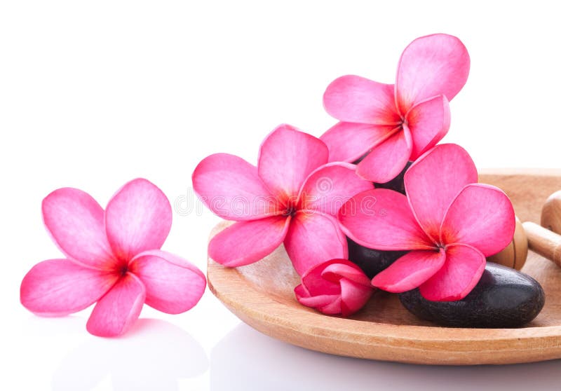 Spa concept of bright pink plumeria on black stones over white background. Spa concept of bright pink plumeria on black stones over white background