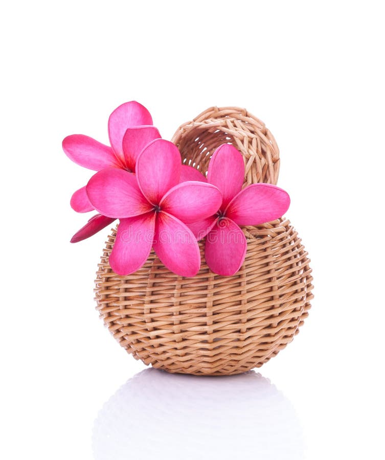 Spa concept of bright pink plumeria in a rattan basket. Spa concept of bright pink plumeria in a rattan basket