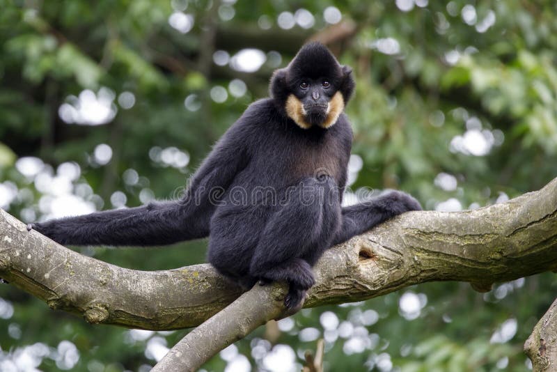 Φωτογραφία ενός Gibbon Nomascus gabriellae στοκ εικόνες