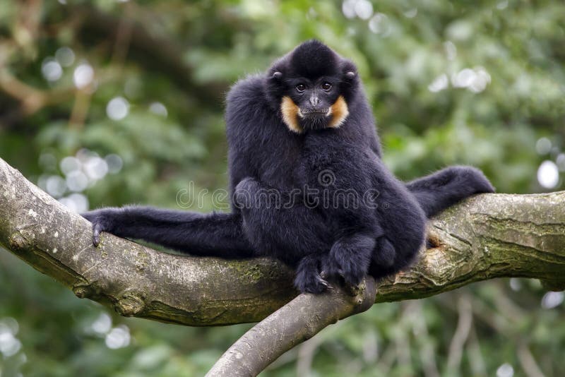 Φωτογραφία ενός Gibbon Nomascus gabriellae στοκ εικόνα