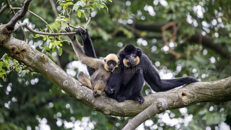 Φωτογραφία ενός Gibbon Nomascus gabriellae στοκ φωτογραφία