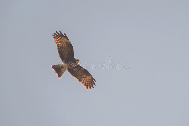 A low angle shot of a gorgeous red-tailed hawk flying on gray background. A low angle shot of a gorgeous red-tailed hawk flying on gray background