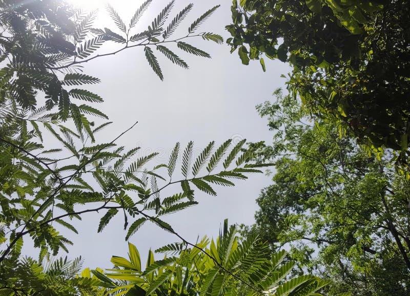 a photography of a view of a tree canopy from below, custard apple tree leaves in the sun with a blue sky in the background. a photography of a view of a tree canopy from below, custard apple tree leaves in the sun with a blue sky in the background.