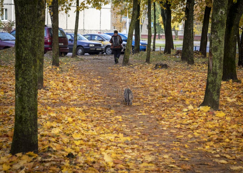 Shot of the colorful autumn trees in the park. Cat chasing boy. Shot of the colorful autumn trees in the park. Cat chasing boy