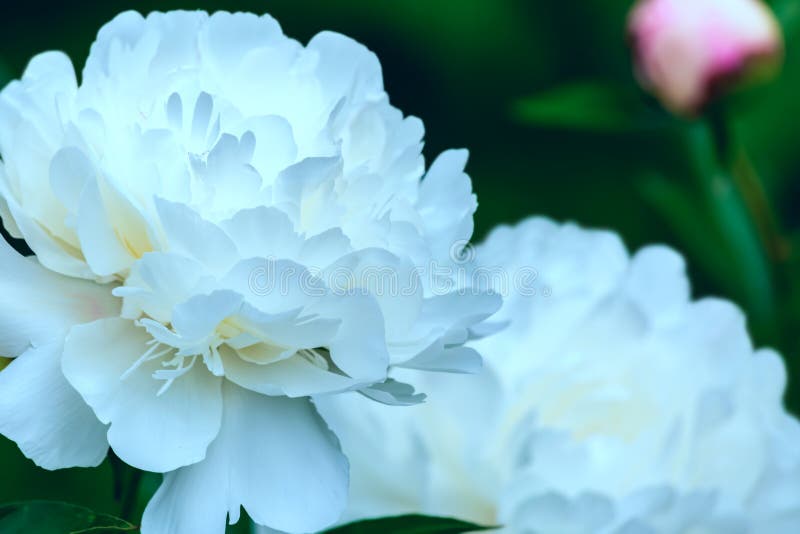 Φωτογραφία τέχνης της άνθισης peonies Άσπρο λουλούδι στην άνοιξη στοκ εικόνες