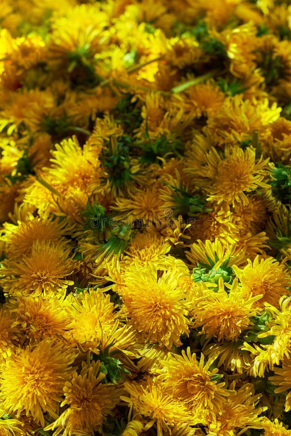 Φόντο πρώτων υλών Dandelion: μπουμπούκια λουλουδιών έτοιμα για μαγείρεμα στοκ φωτογραφία Φόντο πρώτων υλών Dandelion: μπουμπούκια λουλουδιών έτοιμα για μαγείρεμα στοκ φωτογραφία