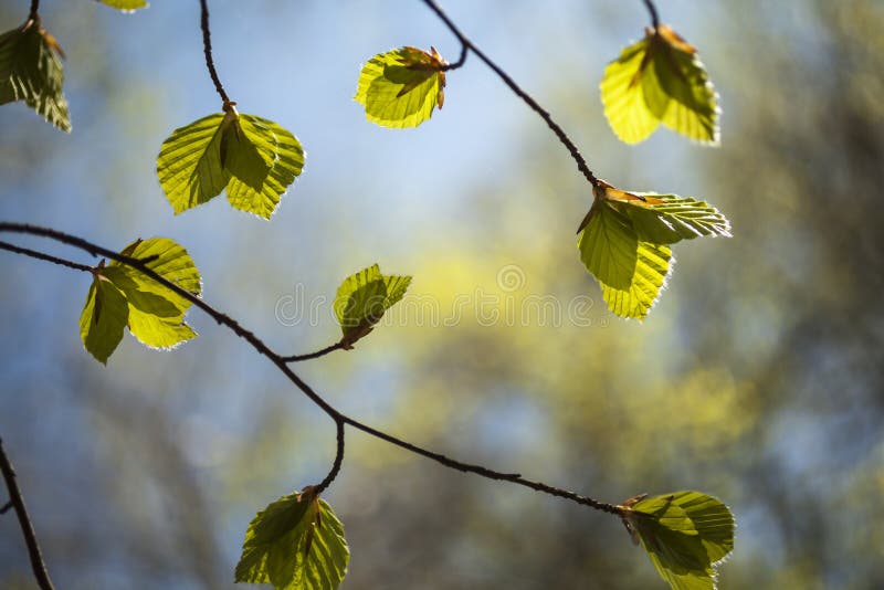 Φύλλα Fagus Sylvatica οξιών άνοιξη στοκ φωτογραφίες