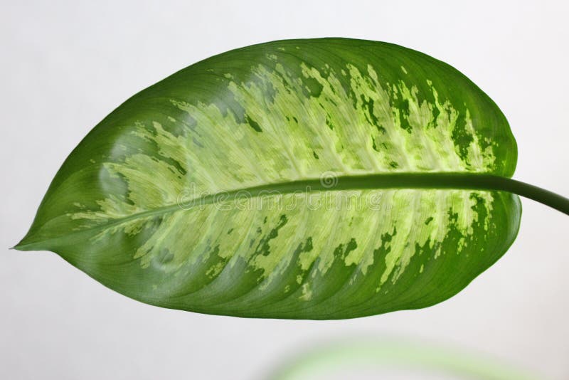Φύλλο amoena Dieffenbachia στοκ εικόνα Φύλλο amoena Dieffenbachia στοκ εικόνα