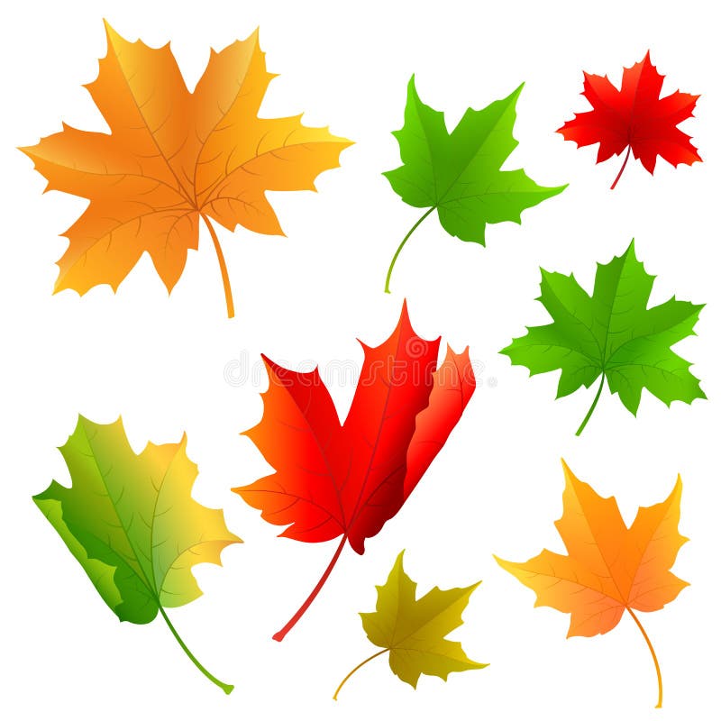 Vector illustration of colorful maple leaf. Vector illustration of colorful maple leaf