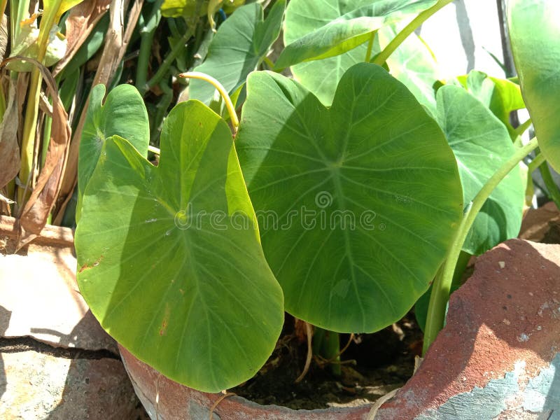 arbi leaves or taro orColocasia esculenta plant in pot. arbi leaves or taro orColocasia esculenta plant in pot.