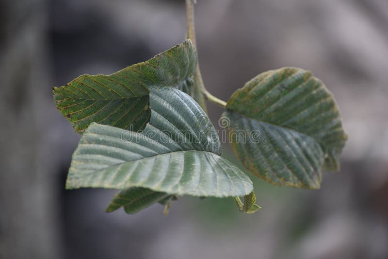 Φύλλα Bokeh. Του Εκουαδόρ φύλλα από το πάρκο της Καρολίνας στο Κουίτο με μια καλή επίδραση bokeh