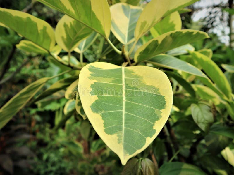φύλλα ficus elastica σε κήπους αγροτών. το καουτσούκ kebo είναι γηγενές στη βορειοανατολική ινδία νεπάλ μπουτάν μιανμάρ κίνα μαλαισία ινδία και ινδονησία.