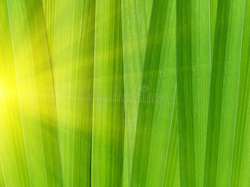 φύλλα gladiolus λουλουδιών στοκ φωτογραφία με δικαίωμα ελεύθερης χρήσης