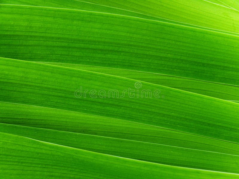 φύλλα gladiolus λουλουδιών στοκ φωτογραφίες με δικαίωμα ελεύθερης χρήσης