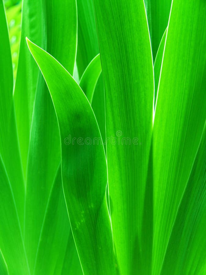 φύλλα gladiolus λουλουδιών στοκ εικόνες
