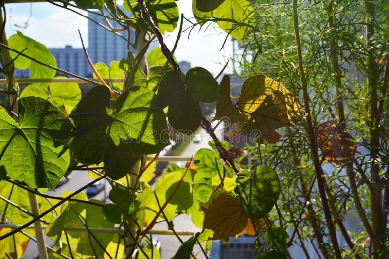 Φύλλα Ipomoea και cosmea στο μικρό αστικό κήπο στο μπαλκόνι Εγχώριο πρασίνισμα στην πόλη με την αναρρίχηση και το άνθισμα των φυτ στοκ εικόνες με δικαίωμα ελεύθερης χρήσης Φύλλα Ipomoea και cosmea στο μικρό αστικό κήπο στο μπαλκόνι Εγχώριο πρασίνισμα στην πόλη με την αναρρίχηση και το άνθισμα των φυτ στοκ εικόνες με δικαίωμα ελεύθερης χρήσης