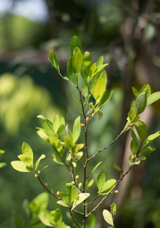 Φύλλα και μούρα της κόκας Erythroxylum φυτών στο βοτανικό κήπο των φυτών και των καρυκευμάτων στη Σρι Λάνκα στοκ εικόνα