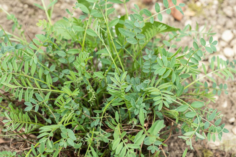 Φύλλα κοινής σαΐνης Onobrychis viciifolia την άνοιξη. στοκ φωτογραφίες