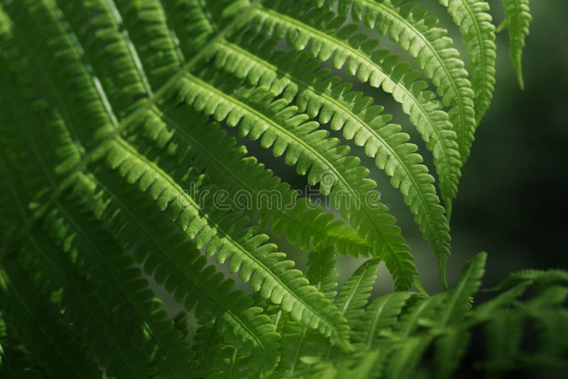φύλλα φερμουάρ. πράσινο φυλλώδες φυσικό φλοιό φλώρου σε ηλιακό φως