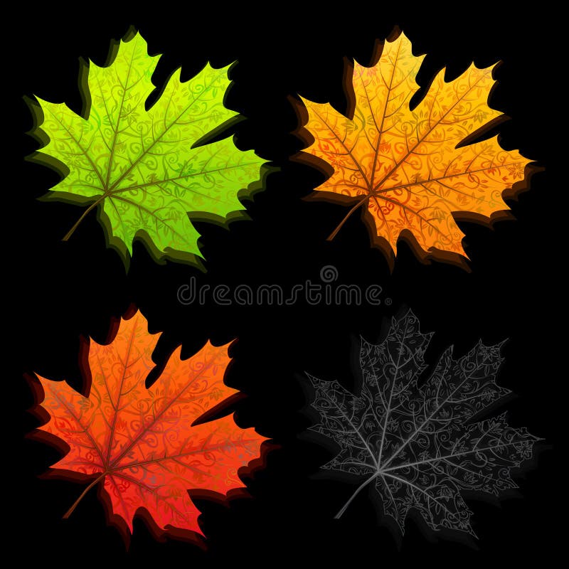 Autumn leaves in four different colors isolated on black. Autumn leaves in four different colors isolated on black