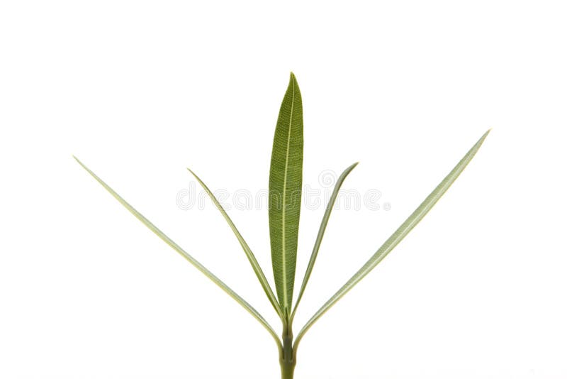 Fresh oleander leaf on isolated white background. Fresh oleander leaf on isolated white background