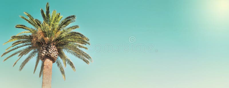 Φύλλο ενός φοίνικα στον ουρανό στοκ φωτογραφία με δικαίωμα ελεύθερης χρήσης Φύλλο ενός φοίνικα στον ουρανό στοκ φωτογραφία με δικαίωμα ελεύθερης χρήσης