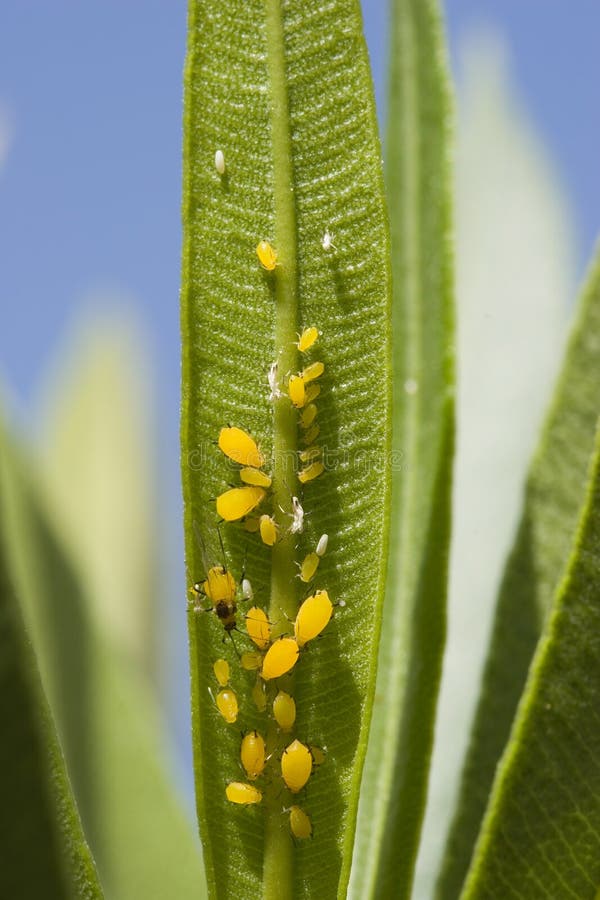 Aphids taking over Hardy Red Oleander Leaf; Tiny Yellow Insects of the superfamily Aphidoidea. Aphids taking over Hardy Red Oleander Leaf; Tiny Yellow Insects of the superfamily Aphidoidea.