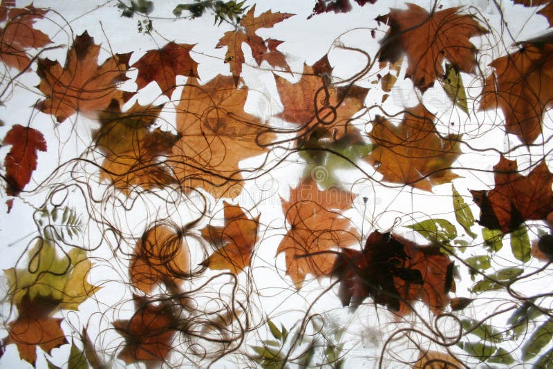 Autumn foliage on a net. Autumn foliage on a net