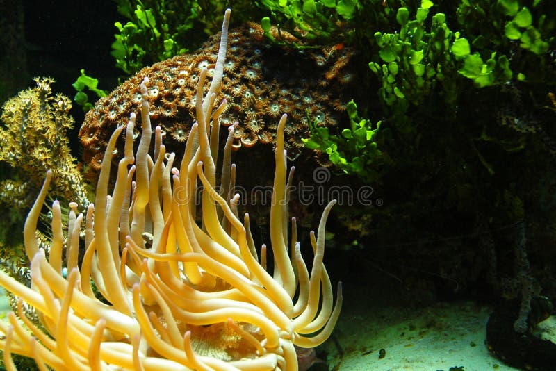 φύλλωμα anemone υποβρύχιο στοκ φωτογραφία
