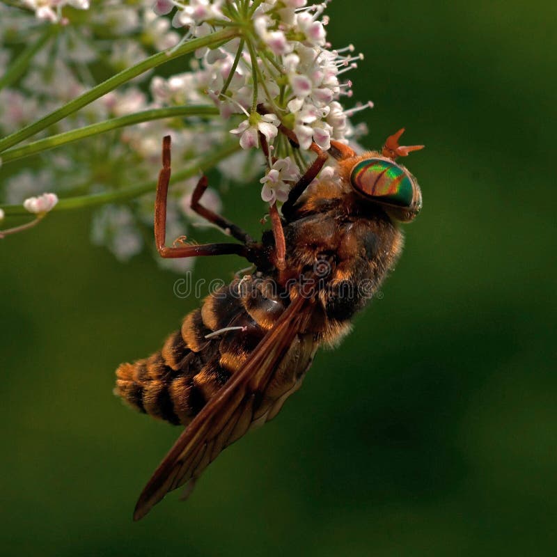 Χλωμή γιγαντιαία αλογόμυγα, bovinus Tabanus στοκ φωτογραφίες Χλωμή γιγαντιαία αλογόμυγα, bovinus Tabanus στοκ φωτογραφίες