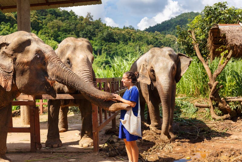 Χάδι τρία κοριτσιών ελέφαντες στο άδυτο σε Chiang Mai Ταϊλάνδη στοκ φωτογραφίες με δικαίωμα ελεύθερης χρήσης Χάδι τρία κοριτσιών ελέφαντες στο άδυτο σε Chiang Mai Ταϊλάνδη στοκ φωτογραφίες με δικαίωμα ελεύθερης χρήσης