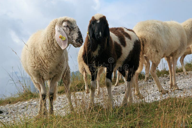 Alpen sheep, alpen meadows near Hauser Kaiblings peak in Tauern Mountains, Austria. Alpen sheep, alpen meadows near Hauser Kaiblings peak in Tauern Mountains, Austria