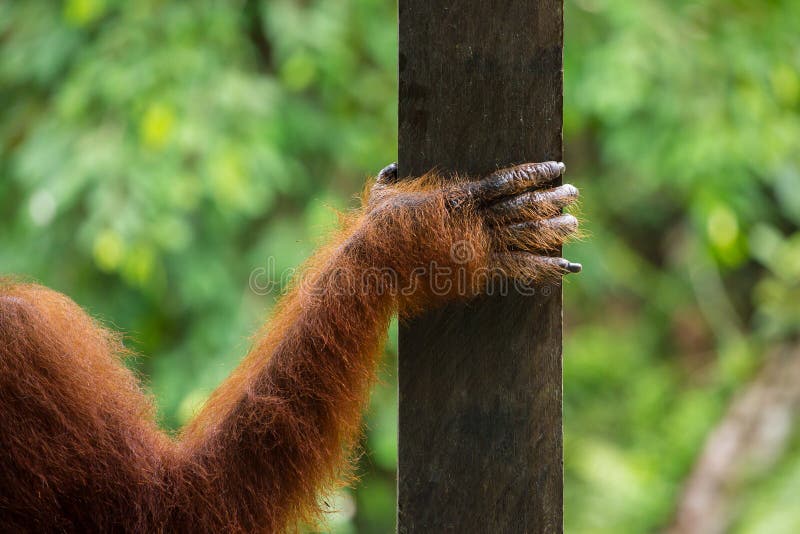 Χέρι της θηλυκής orangutan κινηματογράφησης σε πρώτο πλάνο στοκ εικόνες με δικαίωμα ελεύθερης χρήσης