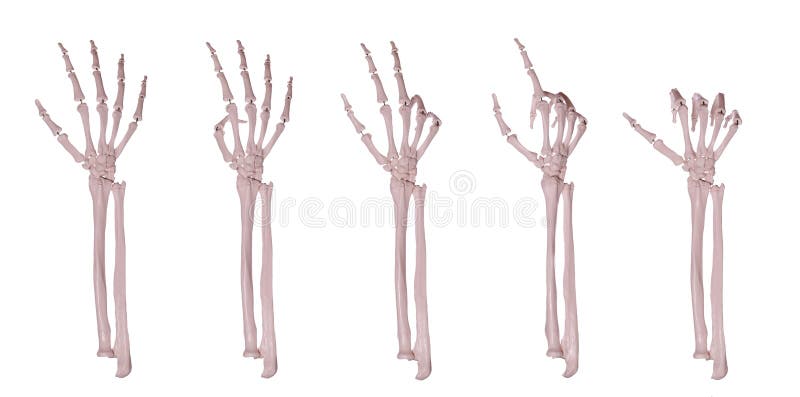 Skeleton hands counting 1-5 on white. Skeleton hands counting 1-5 on white