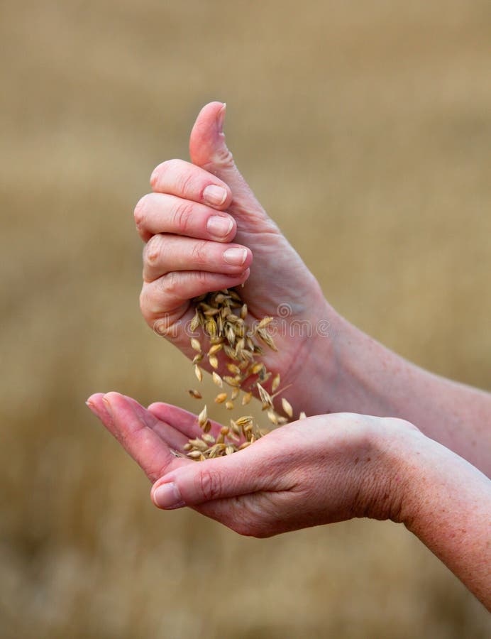 Handful of crops of barley in the hands. Handful of crops of barley in the hands