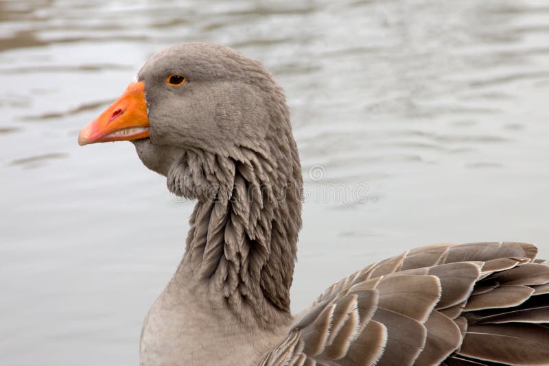 χήνα graylag στοκ εικόνες με δικαίωμα ελεύθερης χρήσης χήνα graylag στοκ εικόνες με δικαίωμα ελεύθερης χρήσης