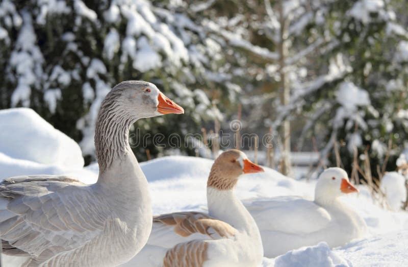 Χήνες στοκ φωτογραφία