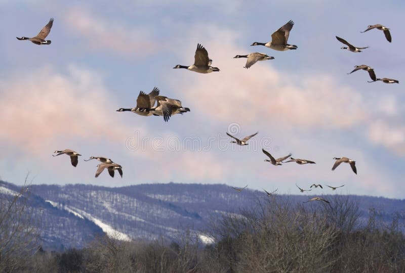 χήνες στοκ εικόνα
