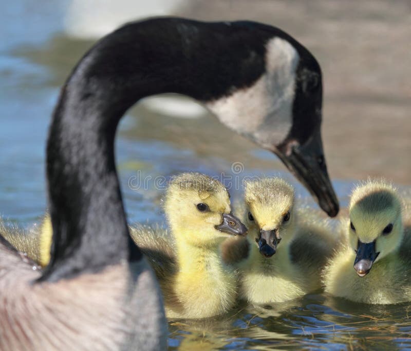 Χήνες μωρών στοκ εικόνες