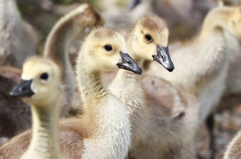 Χήνες μωρών στοκ εικόνες με δικαίωμα ελεύθερης χρήσης