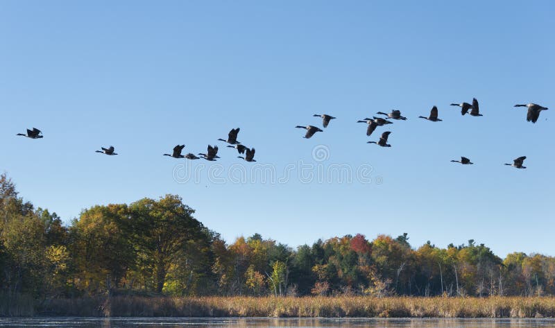 Χήνες πετούν πάνω από τη λίμνη στοκ φωτογραφία με δικαίωμα ελεύθερης χρήσης