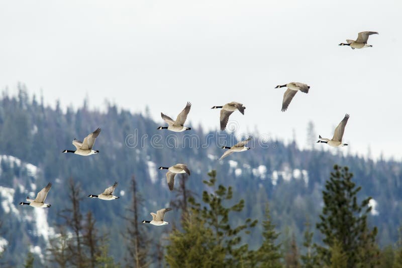 A flock of canadian geese fly in formation near Hauser, Idaho. A flock of canadian geese fly in formation near Hauser, Idaho.