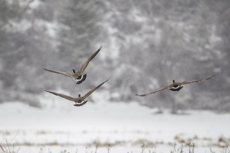 Geese in flight in the winter at Hauser Lake, Idaho. Geese in flight in the winter at Hauser Lake, Idaho.