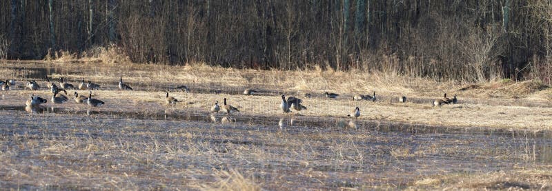 Χήνες στο νερό κατά τη διάρκεια της άνοιξη στοκ φωτογραφία με δικαίωμα ελεύθερης χρήσης