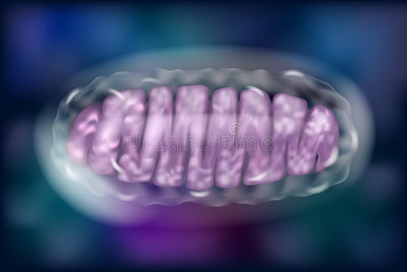 Typical Mitochondria in colour background. Vector illustration. Typical Mitochondria in colour background. Vector illustration